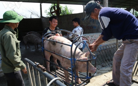 Giá lợn hơi lao dốc mạnh, người chăn nuôi vừa tái đàn đã thua lỗ nặng