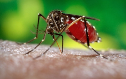 Muỗi truyền bệnh chikungunya lan rộng, Việt Nam có nguy cơ?