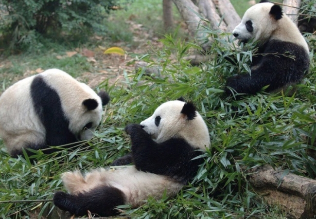 Trung Quốc cấm cửa vĩnh viễn 12 du khách "có hành vi tồi tệ" với gấu trúc