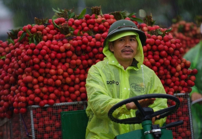 Cảnh tắc đường dài vài ki-lô-mét mùa vải thiều Lục Ngạn chín rộ ở Bắc Ninh