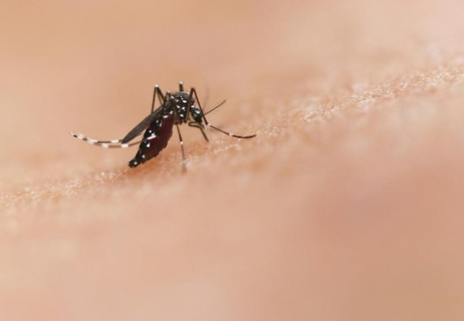 Chikungunya bùng phát ở nhiều nước, Bộ Y tế chỉ đạo khẩn