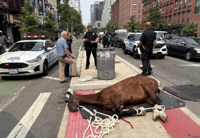 Ngựa kéo xe chở khách du lịch chết gục giữa phố đông người vì kiệt sức