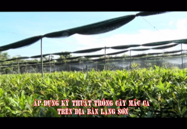 Áp dụng kỹ thuật trồng cây Mắc ca trên địa bàn Lạng Sơn