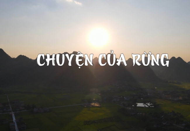 Chuyện của rừng