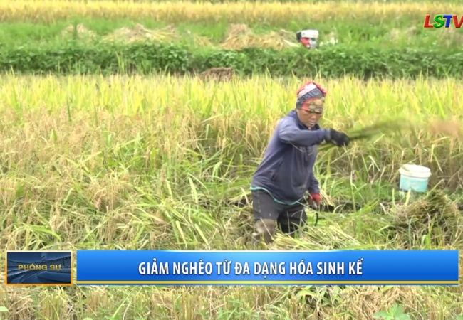 Giảm ngh&egrave;o từ đa dạng h&oacute;a sinh kế