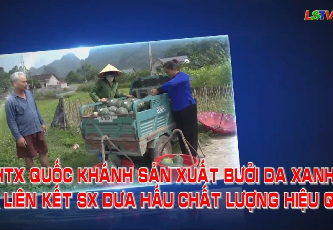 HTX Quốc Khánh sản xuất bưởi da xanh và liên kết sản xuất dưa hấu chất lượng hiệu quả