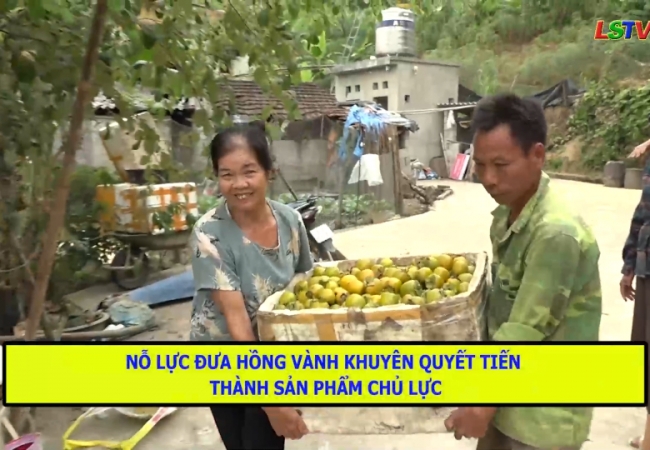 Nỗ lực đưa hồng vành khuyên quyết tiến thành sản phẩm chủ lực