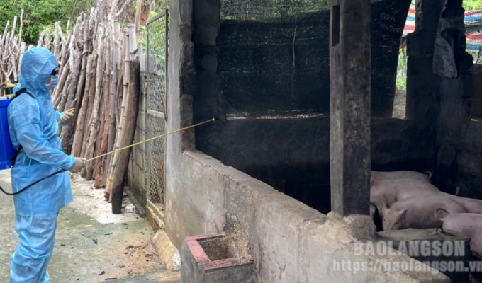 Tập trung phòng, chống bệnh dịch tả lợn châu Phi thời điểm cuối năm