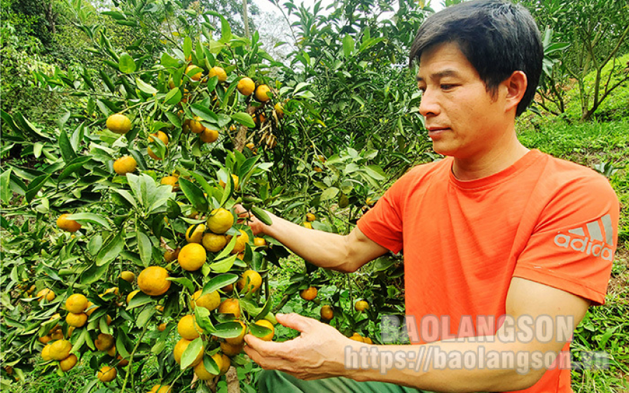 Thành công nhờ tiên phong trồng giống quýt ngọt